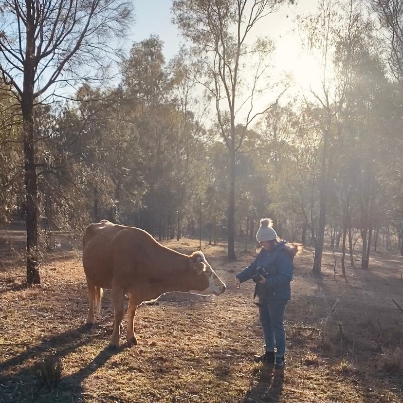 Inspiration For Painting Abstract Cows