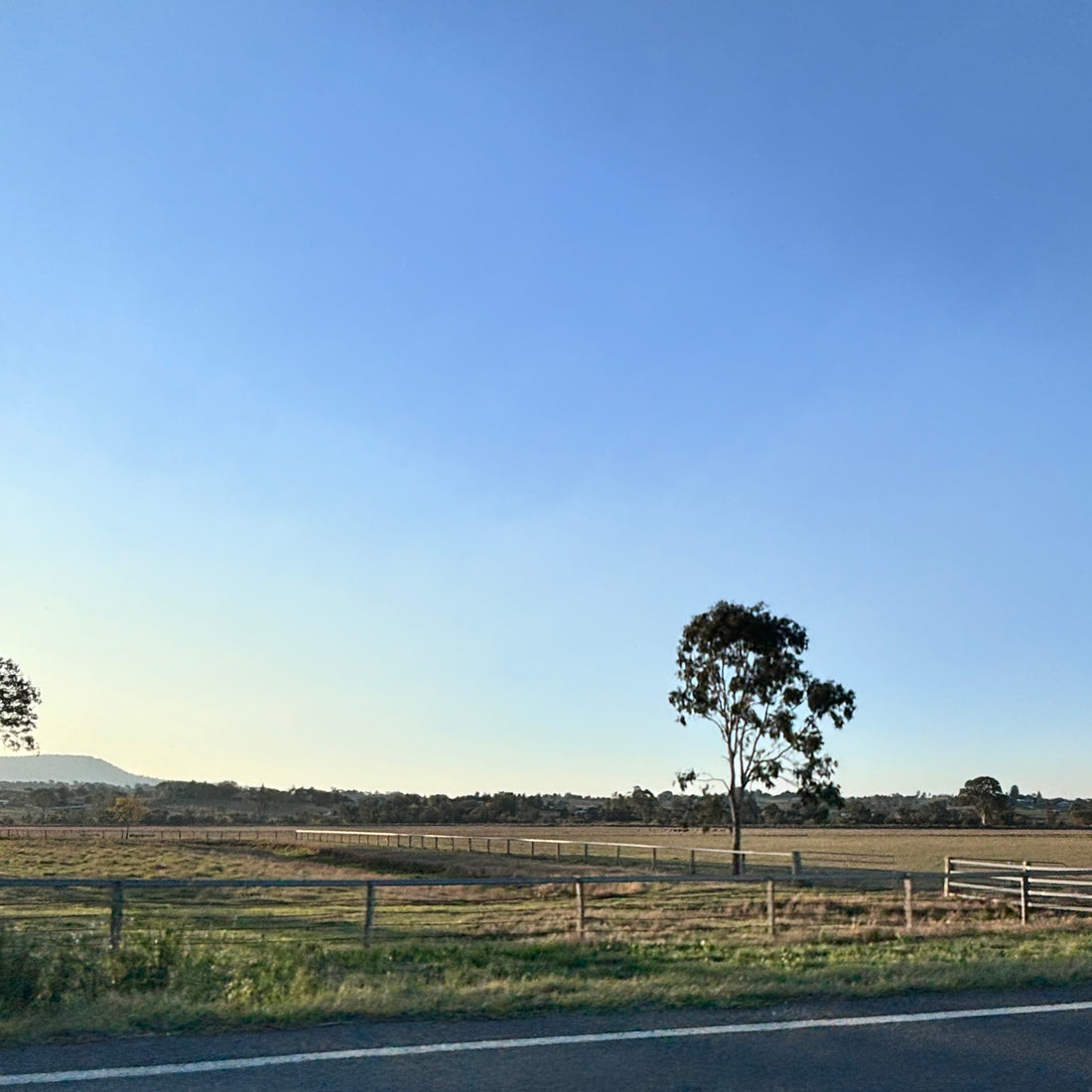 Country Air With Some Unexpected Horses And Cows